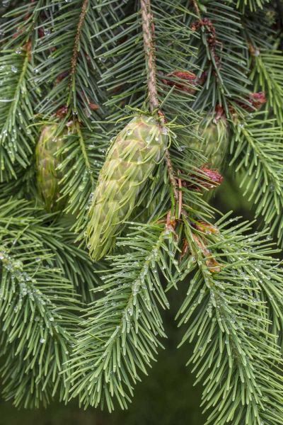 Washington State, Seabeck Douglas fir cones